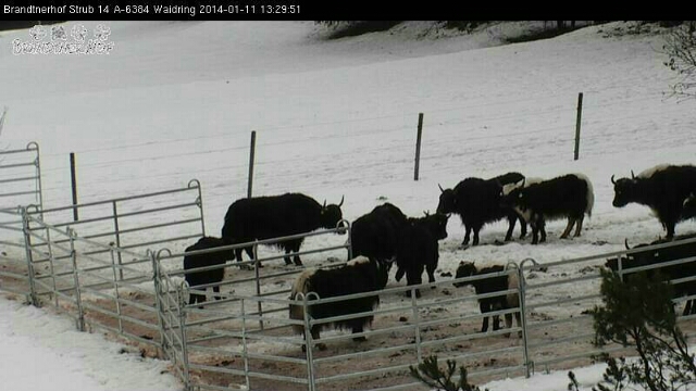 Winterweiden der Yaks aus Waidring