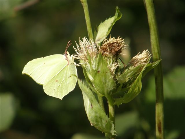 Nasswiese mit Distel und Schmetterling