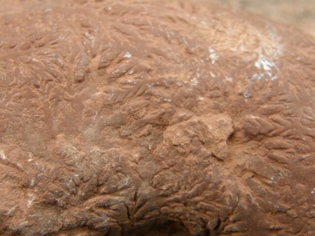 Schnecke mit Pflanzenabdruck im Jura Kalkstein Fundort Steinplatte Waidring
