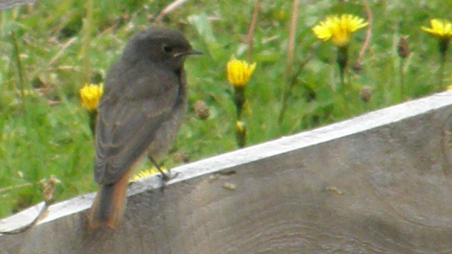 Rotschwänzchen in Waidring Pillerseetal